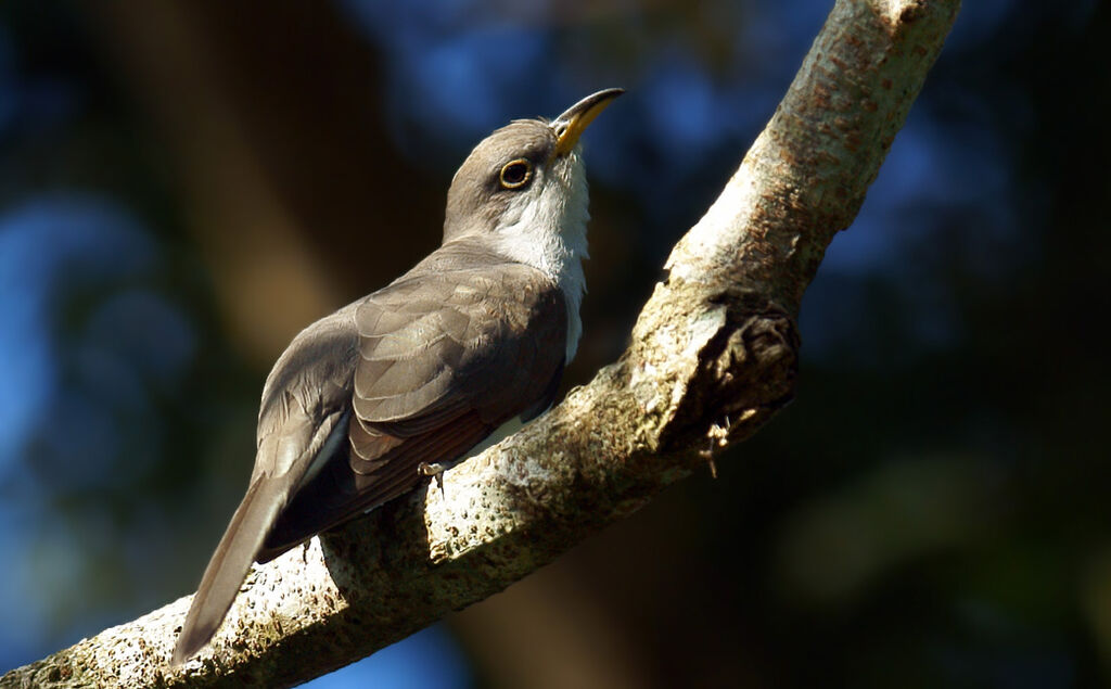 Yellow-billed Cuckoo