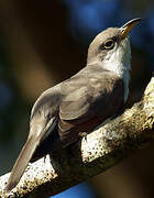 Yellow-billed Cuckoo