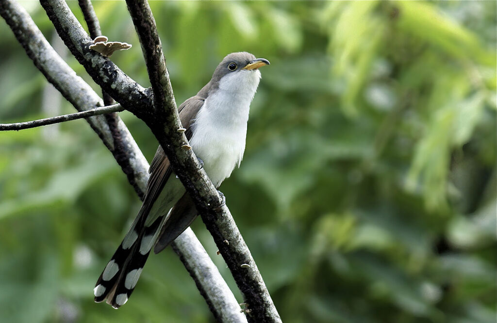 Yellow-billed Cuckoo