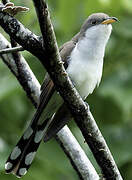 Yellow-billed Cuckoo