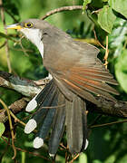 Yellow-billed Cuckoo