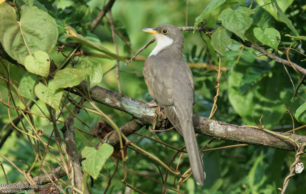 Yellow-billed Cuckooadult, pigmentation