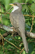 Yellow-billed Cuckoo