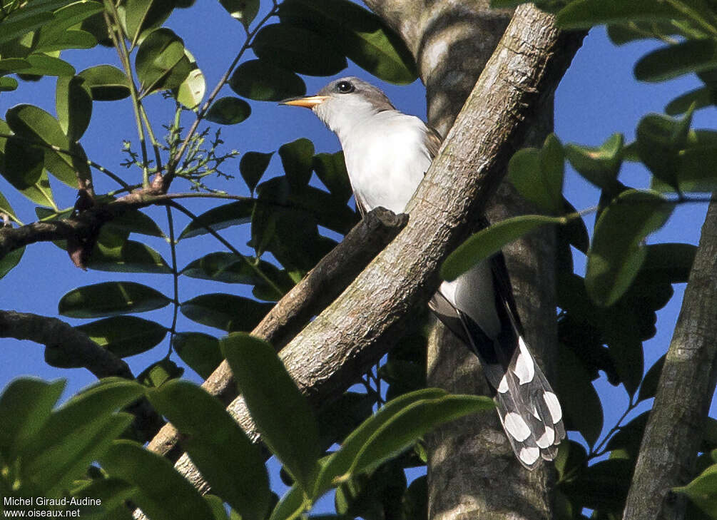 Pearly-breasted Cuckooadult