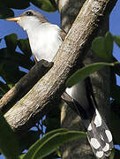 Pearly-breasted Cuckoo