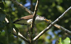 Pearly-breasted Cuckoo