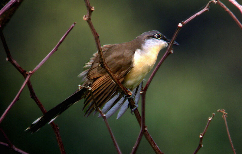 Dark-billed Cuckoo, identification