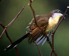 Dark-billed Cuckoo