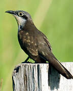 Dark-billed Cuckoo