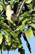 Dark-billed Cuckoo