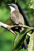 Dark-billed Cuckoo