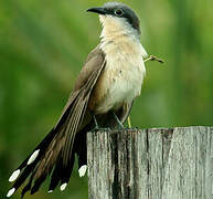 Dark-billed Cuckoo