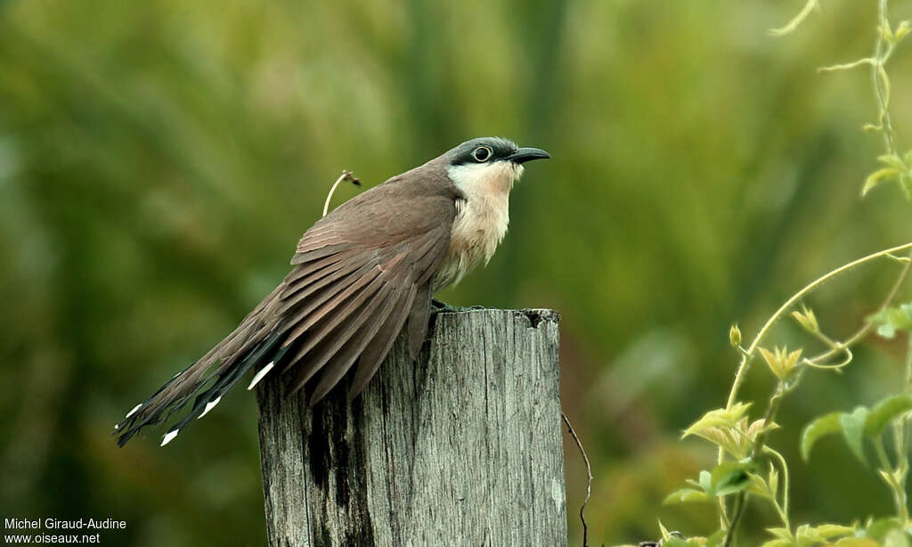 Dark-billed Cuckooadult, aspect