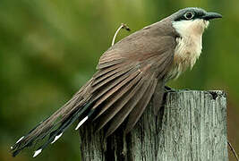 Dark-billed Cuckoo