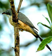 Mangrove Cuckoo