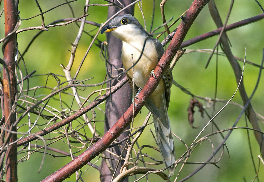 Mangrove Cuckoo