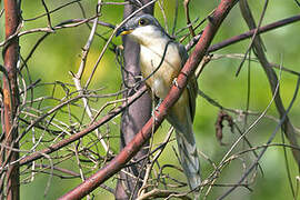 Mangrove Cuckoo