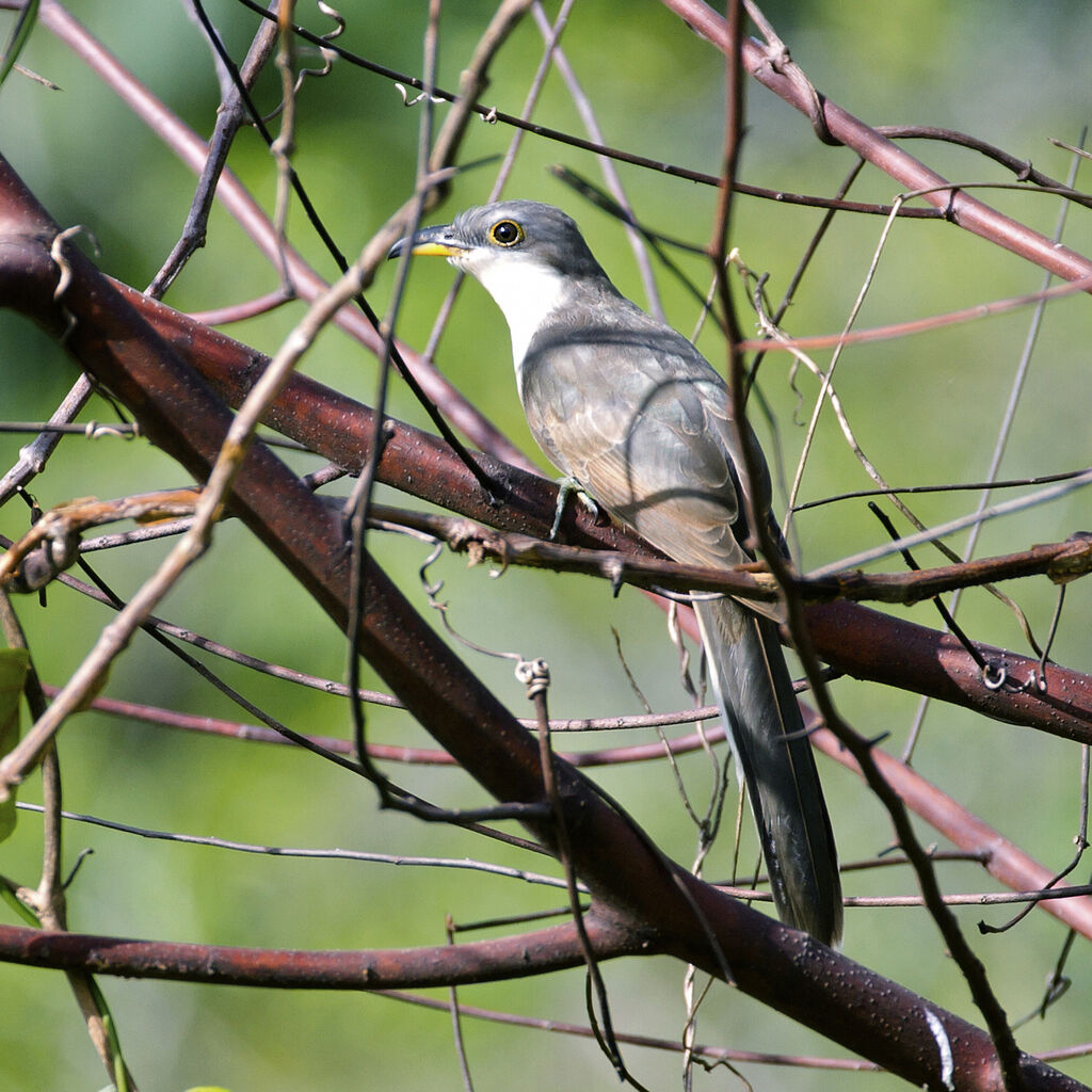 Mangrove Cuckoo