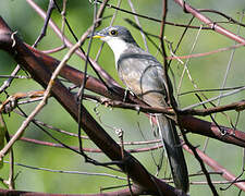 Mangrove Cuckoo