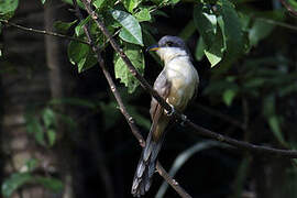 Mangrove Cuckoo