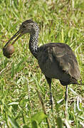 Limpkin