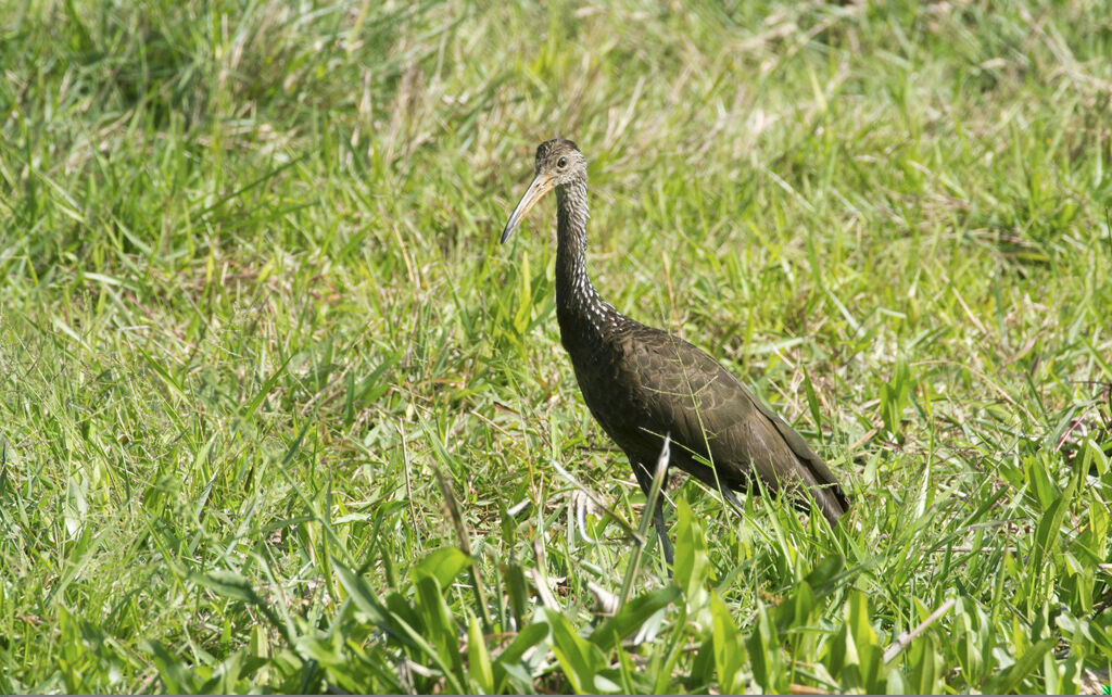 Limpkin