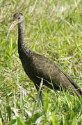 Limpkin