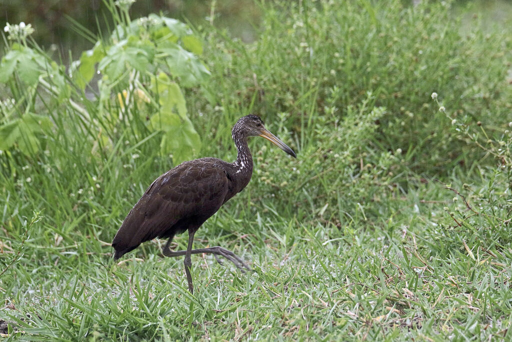 Limpkin