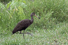 Limpkin