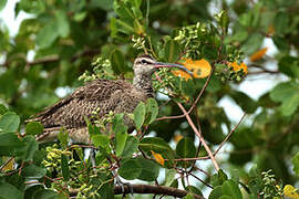 Whimbrel