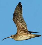 Hudsonian Whimbrel