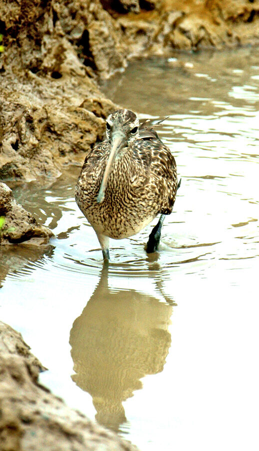 Whimbrel (hudsonicus)