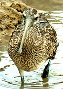 Hudsonian Whimbrel