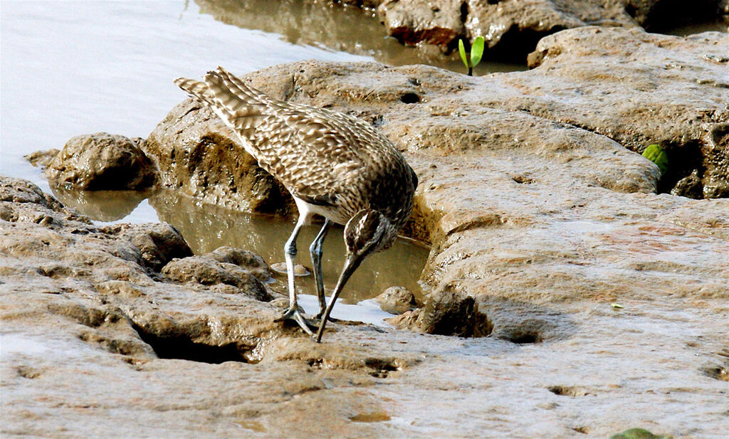 Courlis hudsonien, identification