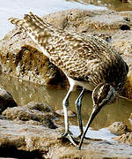 Hudsonian Whimbrel