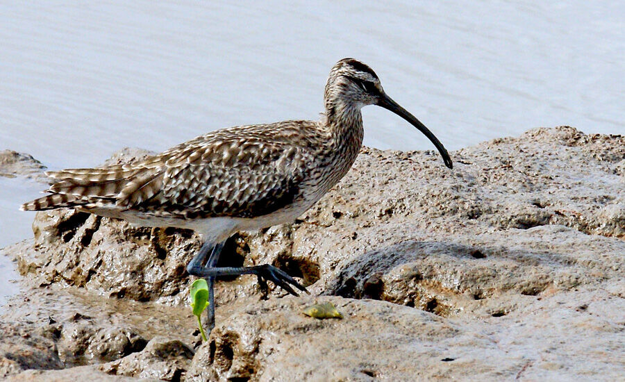 Hudsonian Whimbrel, identification