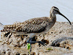 Hudsonian Whimbrel