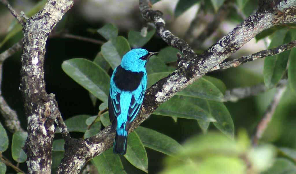 Dacnis bleu mâle adulte