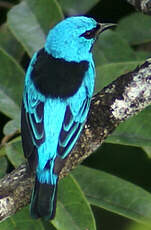 Dacnis bleu