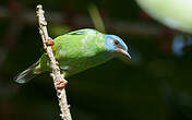 Dacnis bleu