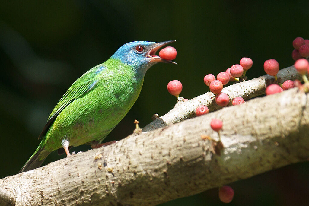 Blue Dacnis female adult, feeding habits