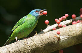 Dacnis bleu