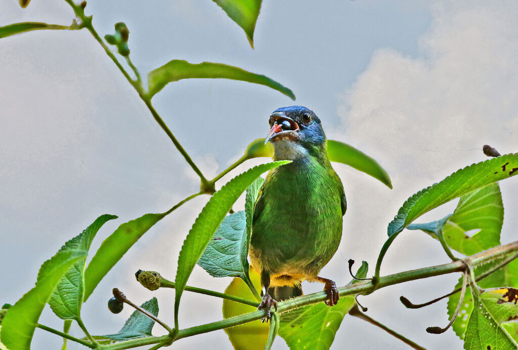 Dacnis bleu femelle adulte, mange