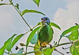 Blue Dacnis