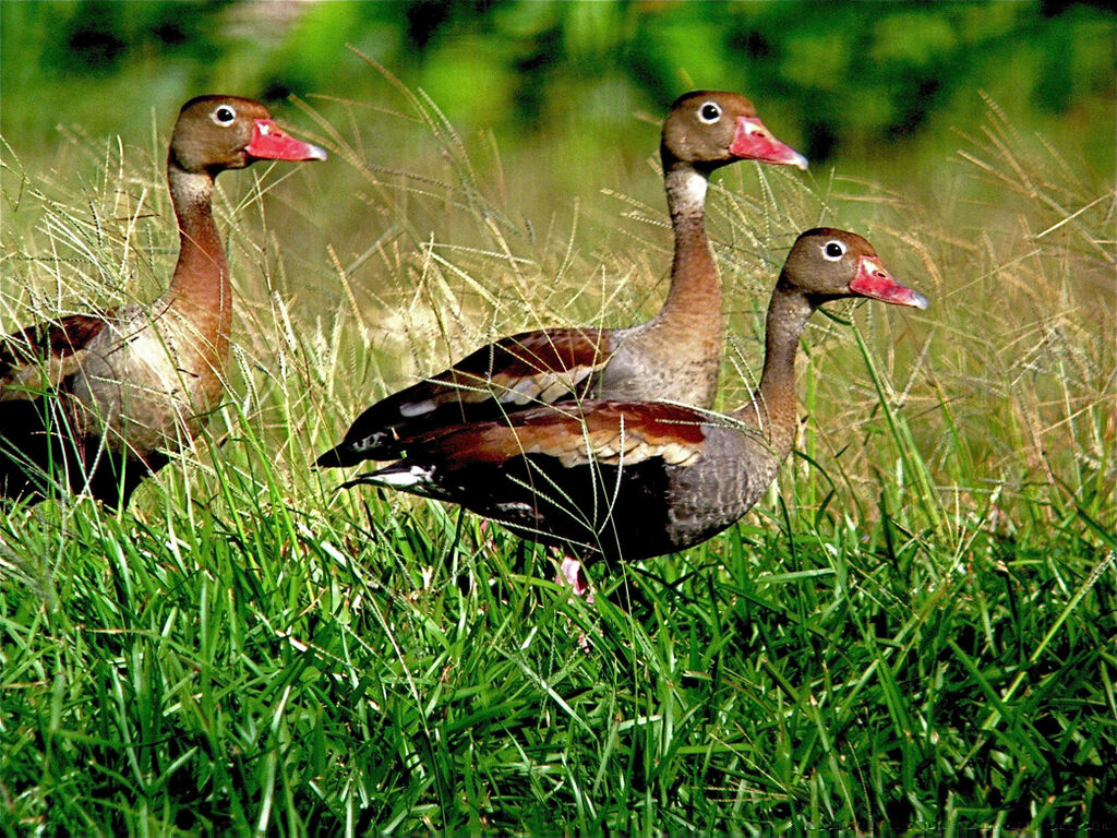 Black-bellied Whistling Duck