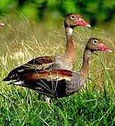 Black-bellied Whistling Duck