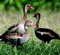 Dendrocygne à ventre noir