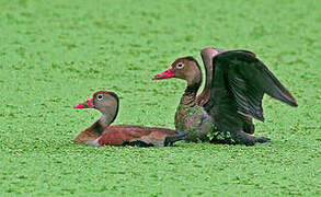 Black-bellied Whistling Duck