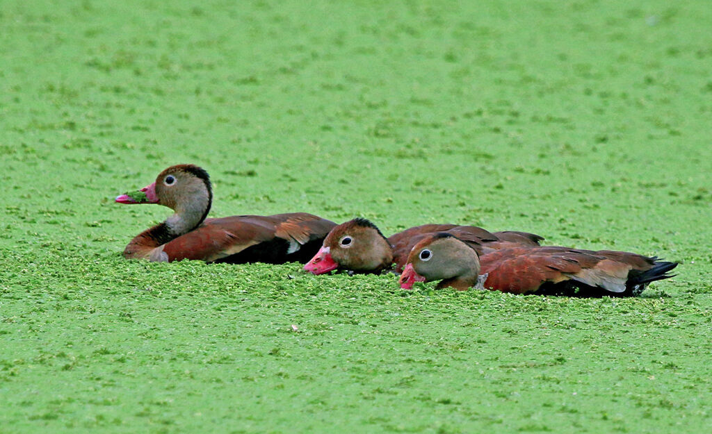 Black-bellied Whistling Duck