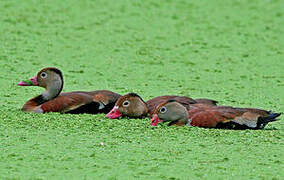 Black-bellied Whistling Duck